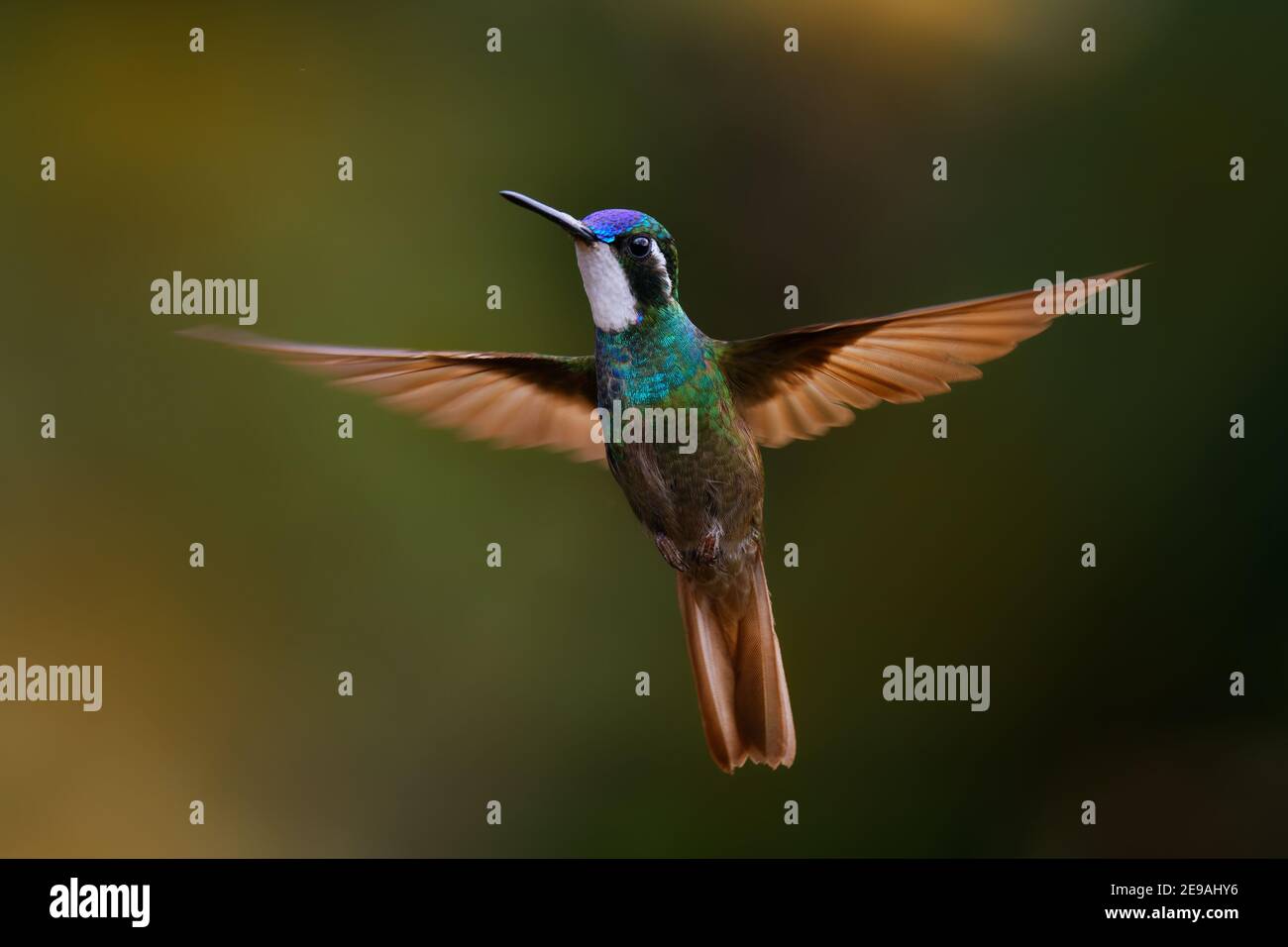 Gema de montaña de garganta blanca - Lampornis castaneoventris colibrí volador, se cría en las montañas de Panamá, en el sur de Costa Rica de cola gris Foto de stock