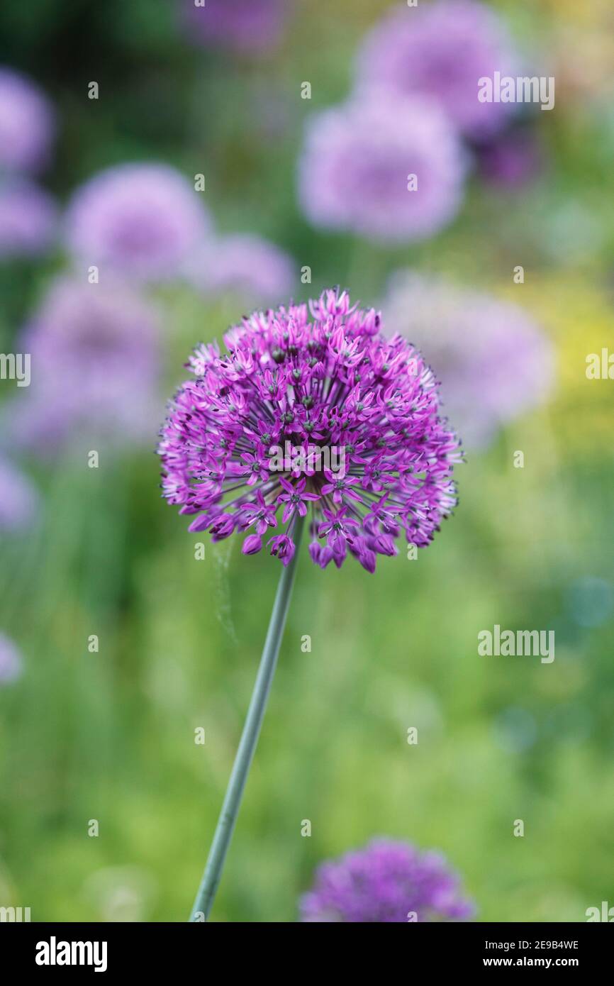 Allium 'Purple Sensation" en un jardín inglés. Foto de stock