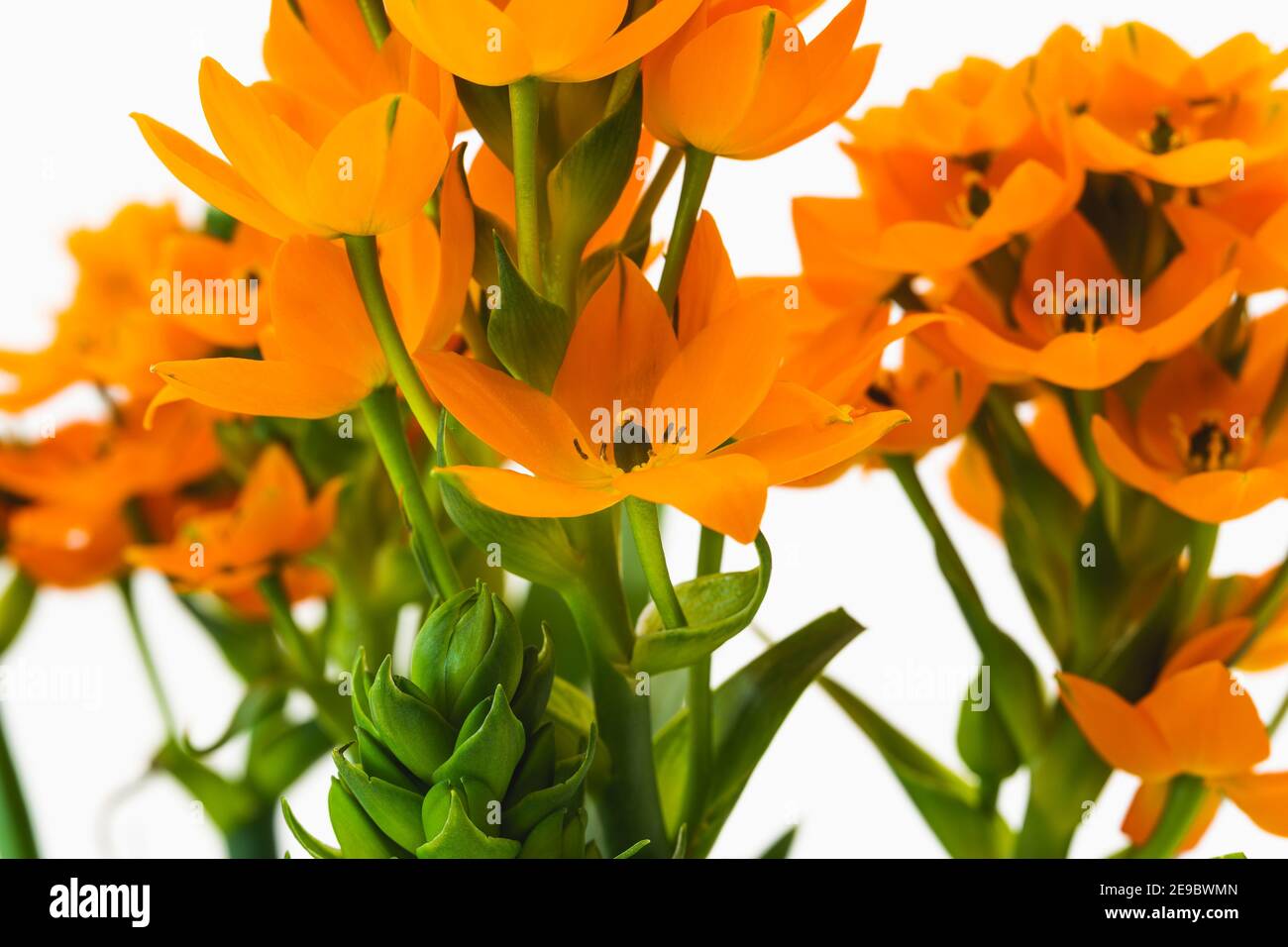 Estrella del sol o estrella de Belén (Ornithogalum dubium) planta de flores. Hermosas flores exóticas cerca, aisladas sobre blanco backgrond Fotografía de stock - Alamy Estrella del sol o estrella de Belén (Ornithogalum dubium) planta de flores. Hermosas flores exóticas cerca, aisladas sobre blanco backgrond Fotografía de stock - Alamy