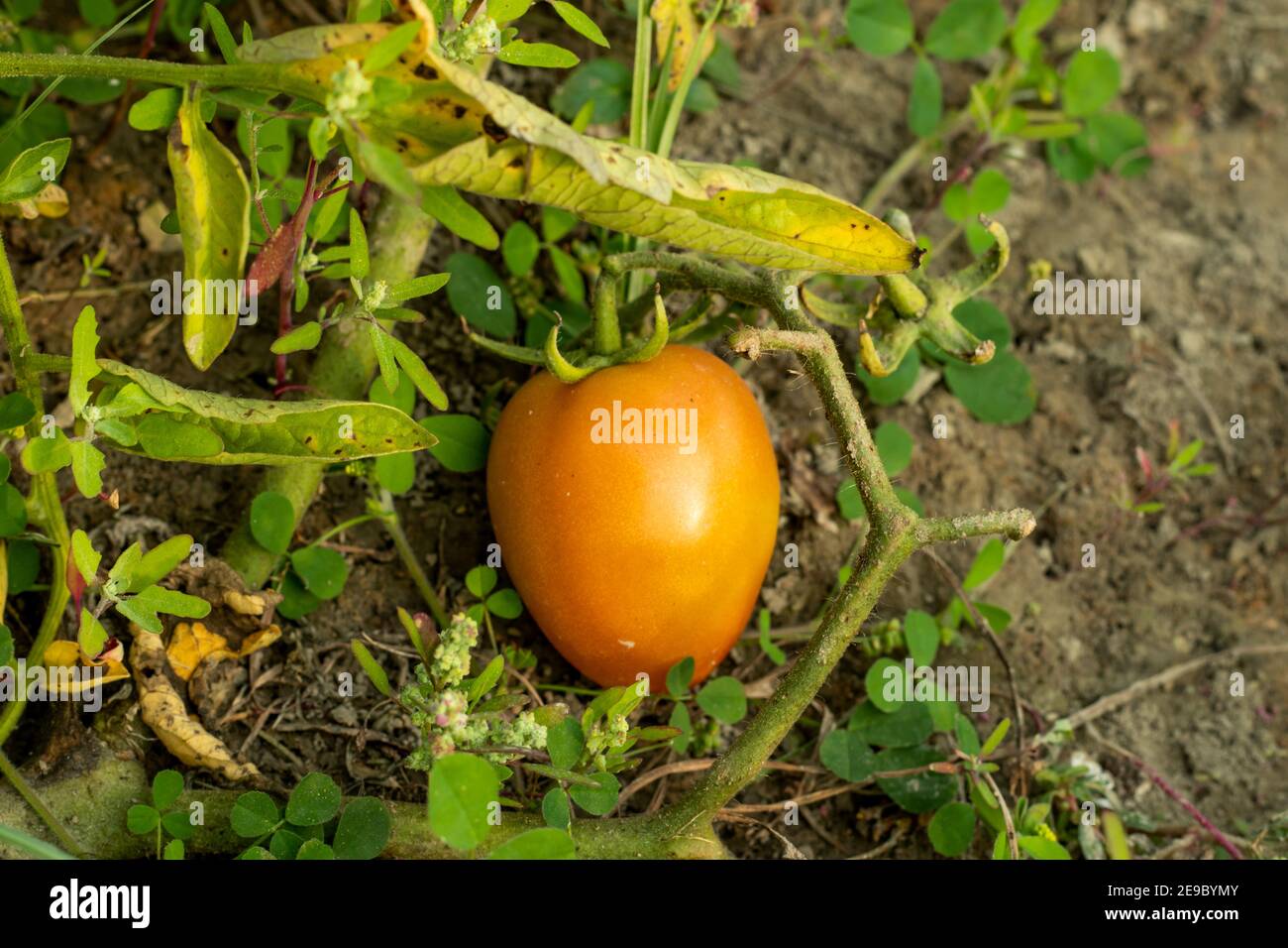 Un árbol de tomate de color naranja de fruta ligeramente picante es un