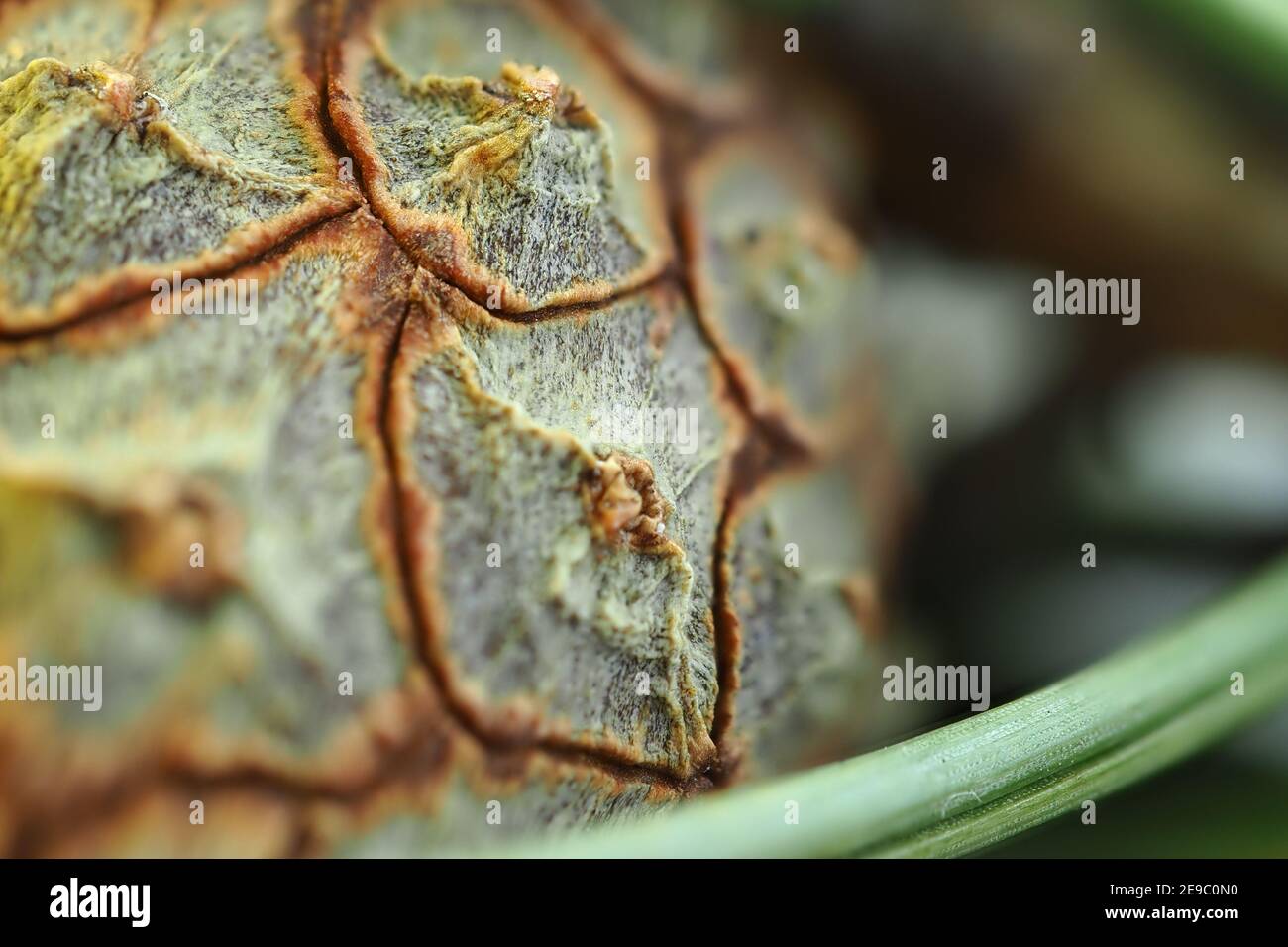 Es un haz macro. Textura de conos de pino borrosos. El fondo es lateral. Foto de stock