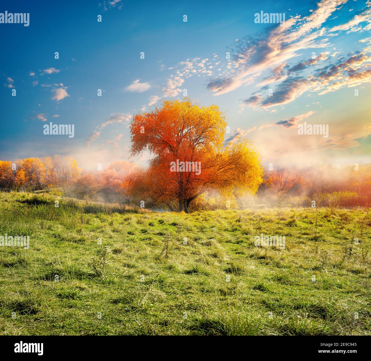 Árbol y el campo de otoño al amanecer. Foto de stock