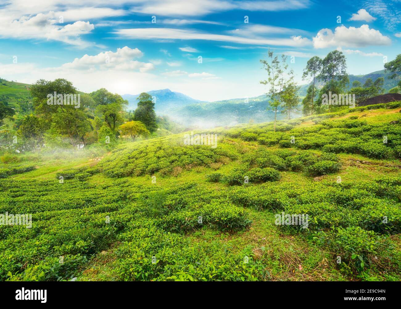 Los campos de té de Nuwara Eliya en montañas. Foto de stock
