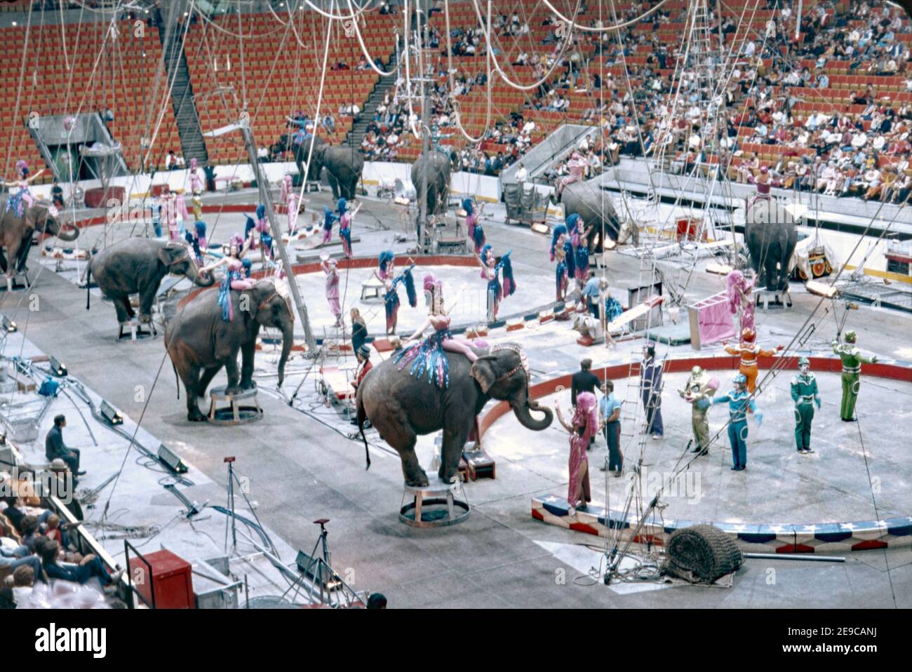 Los elefantes se llevan a la arena en el anillo de tres anillos Ringling Bros y Barnum y Bailey Circus los EE.UU. En 1974. Fue llamado 'el mayor espectáculo de la Tierra'. Los cambios en las actitudes en el uso de los animales para el entretenimiento han significado la retirada del desempeño para animales como el elefante. Ringling Bros y Barnum y Bailey Circus comenzaron ese proceso en 2015, cuando la empresa matriz del circo, Feld Entertainment, anunció por primera vez que iba a eliminar gradualmente su uso de elefantes en ejecución. Los elefantes se trasladan a un nuevo centro de conservación en Florida en 2021. Foto de stock