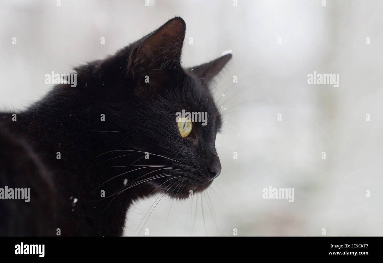 retrato lateral de gato negro con copos de nieve en piel, fondo gris borroso Foto de stock