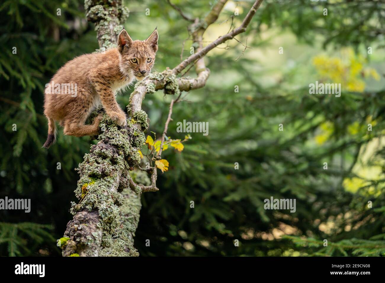 Lynx cub se arrastra sobre ramas de árboles cubiertas de liquen. Foto de un lince en un entorno forestal Foto de stock
