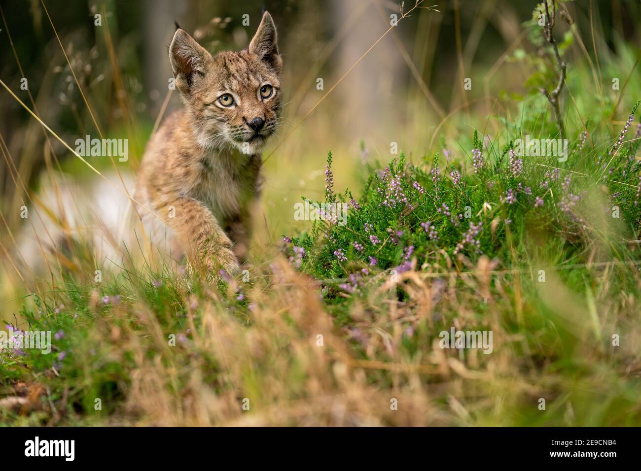 Lynx cub caminando en un hermoso bosque de flores claro Foto de stock