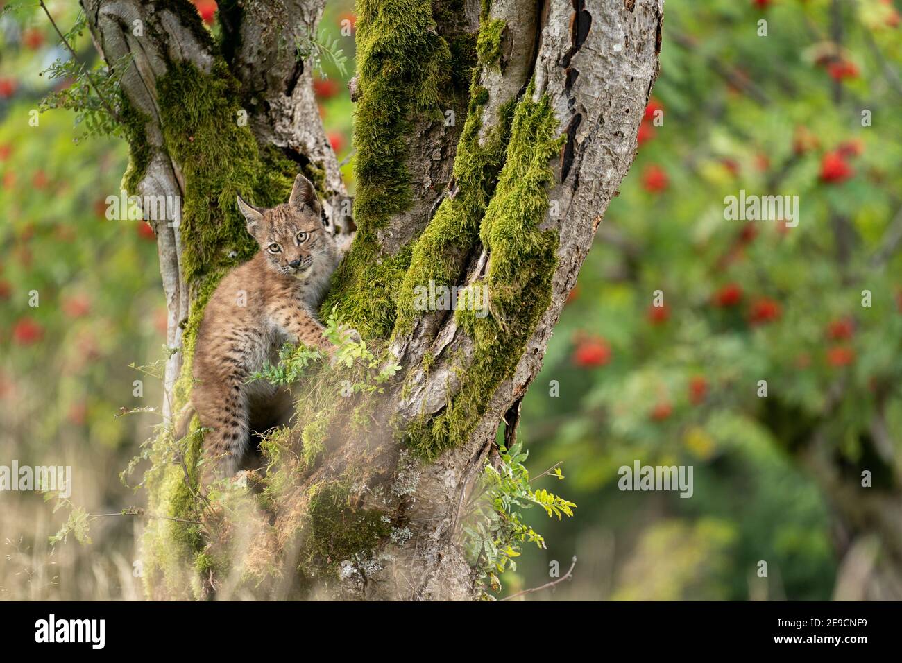 Lynx cub de pie sobre un tronco de árbol con mosto árboles con frutos rojos Foto de stock