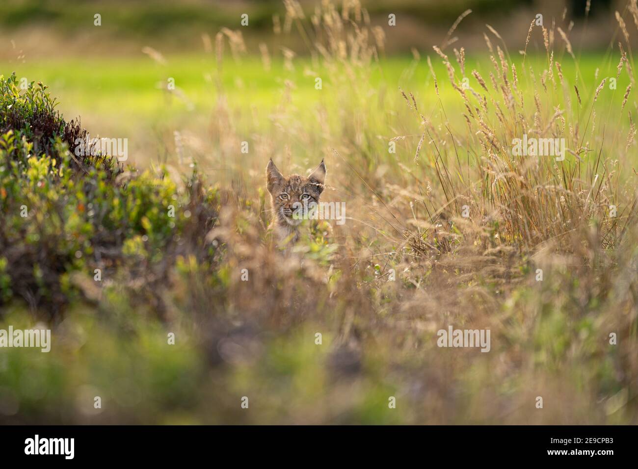 Lynx cub escondido en la hierba amarilla alta. La cabeza se sale de la hierba Foto de stock