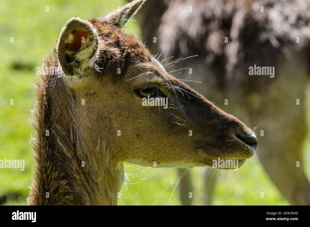 ciervos mira en el zoológico Foto de stock