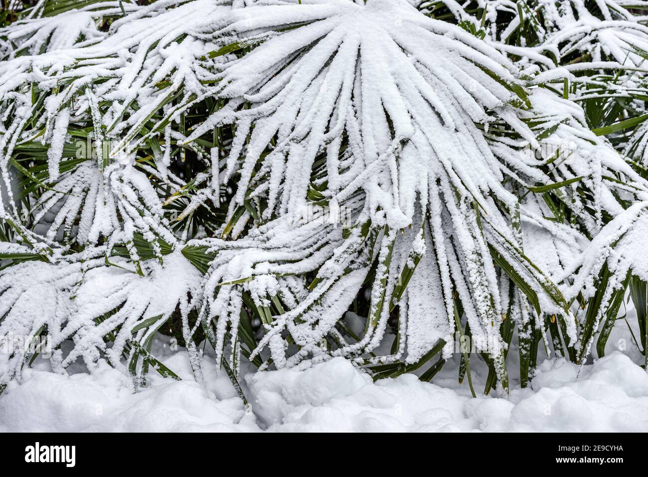 Palmeras en la nieve - EPC