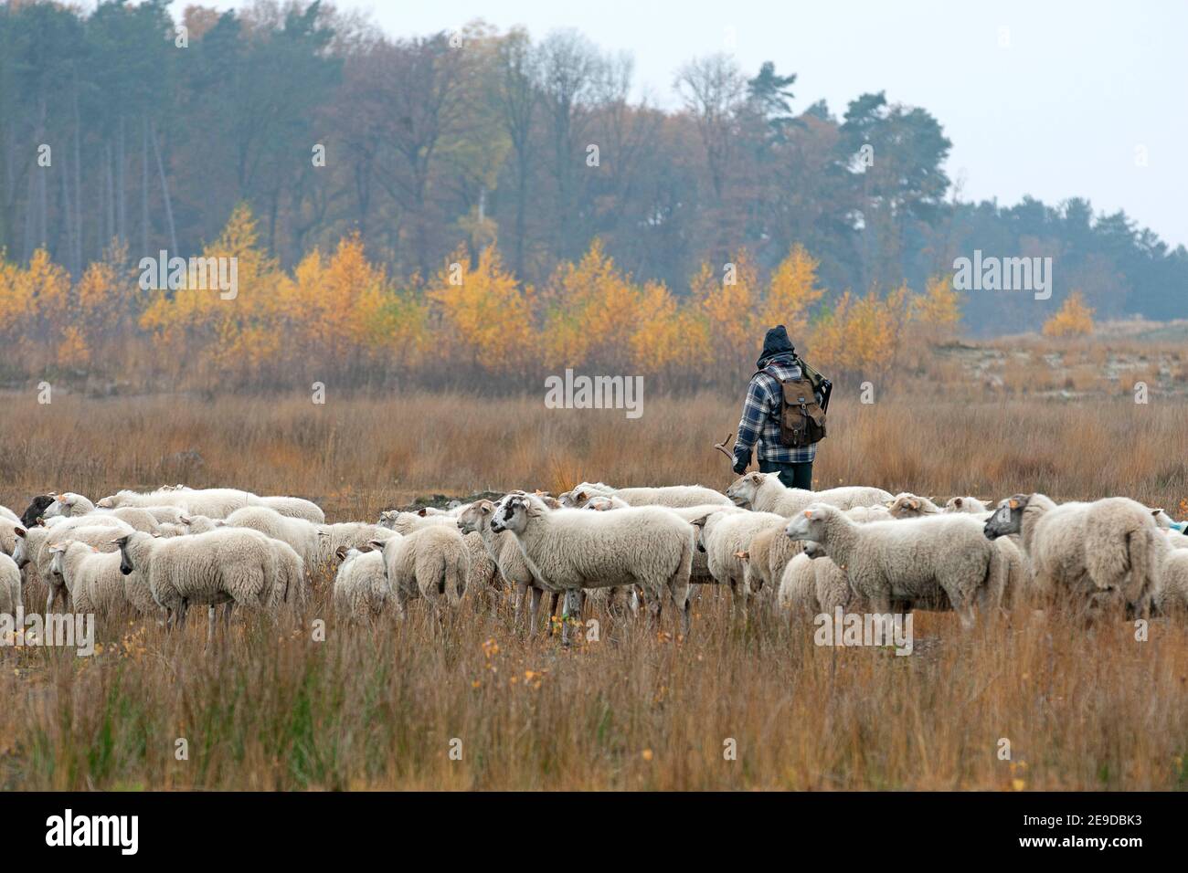 Ovejas domésticas (Ovis ammon f. aries), pastor con rebaño de ovejas en la brezal otoñal, Bélgica, Vlaams-Brabant, Averbode Bos en Heide, Averbode Foto de stock