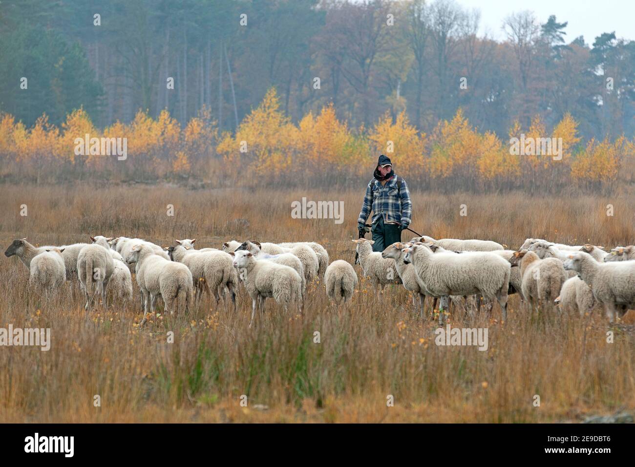 Ovejas domésticas (Ovis ammon f. aries), pastor con rebaño de ovejas en la brezal otoñal, Bélgica, Vlaams-Brabant, Averbode Bos en Heide, Averbode Foto de stock