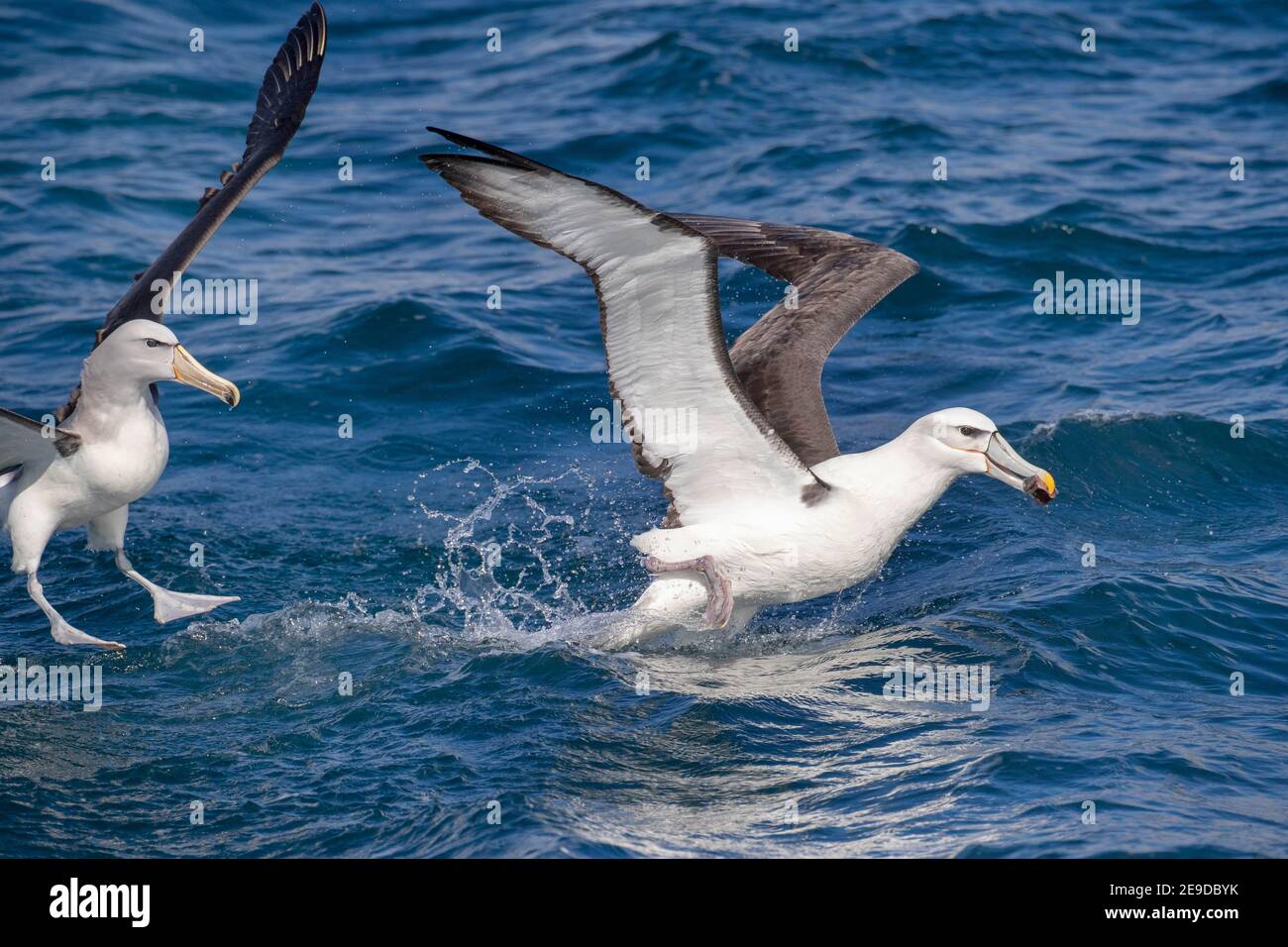 Albatros de tapa blanca (Thalassarche steadi, Thalassarche cauta steadi), dos albatros de tapa blanca durante una sesión de chumming, Nueva Zelanda, Chatham Foto de stock