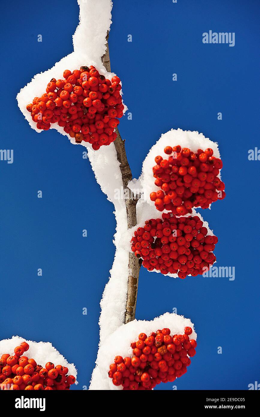 La ceniza de montaña europea, el árbol de rowan (Sorbus aucuparia), el árbol de rowan con nieve con frutos rojos, Francia, Saboya Foto de stock