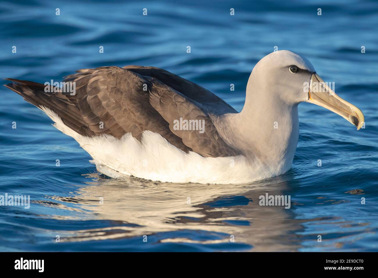 Albatros de Salvin (Thalassarche salvini), para adultos nadando en el mar, Nueva Zelanda, Isla del Sur, Kaikoura Foto de stock