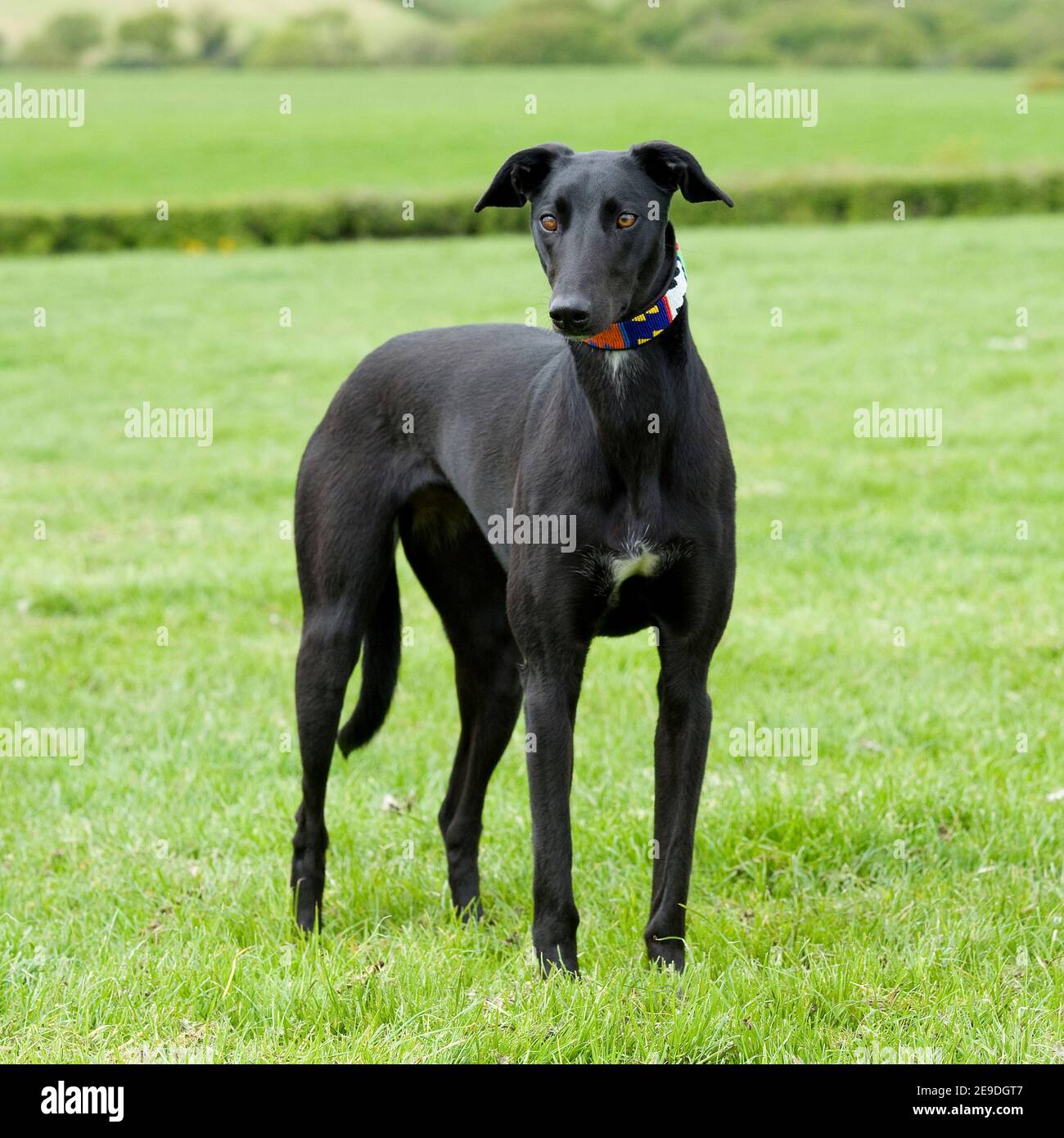 Black lurcher fotografías e imágenes de alta resolución Alamy