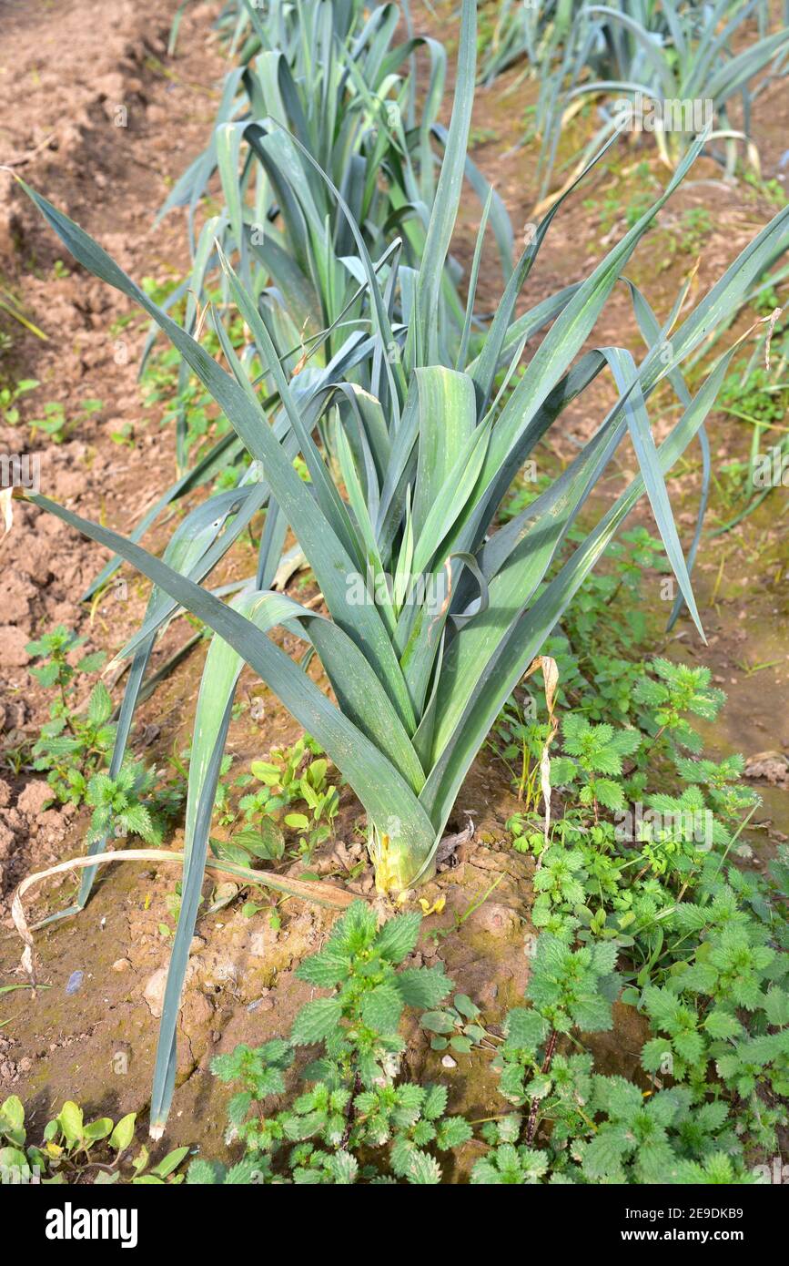El leek (Allium ampeloprasum porrum) es una planta bianual comestible nativa de Eurasia. Esta foto fue tomada en Baix Llobregat, provincia de Barcelona, Foto de stock