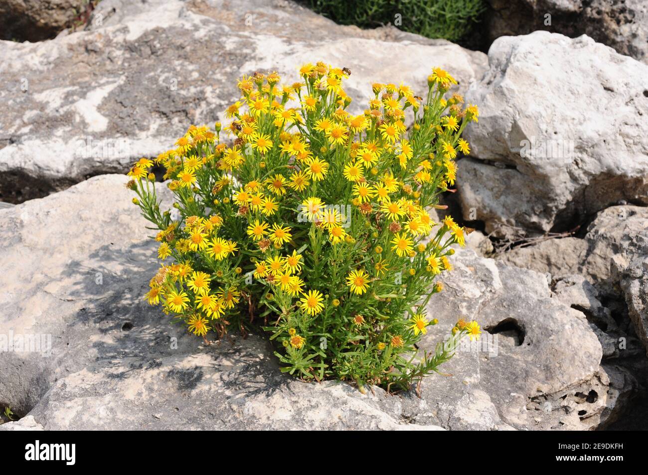 El zafiro dorado (Inula cristhmoides o Limbarda cristhmoides) es una hierba perenne nativa de las costas de la cuenca mediterránea y las costas atlánticas de Francia, Foto de stock