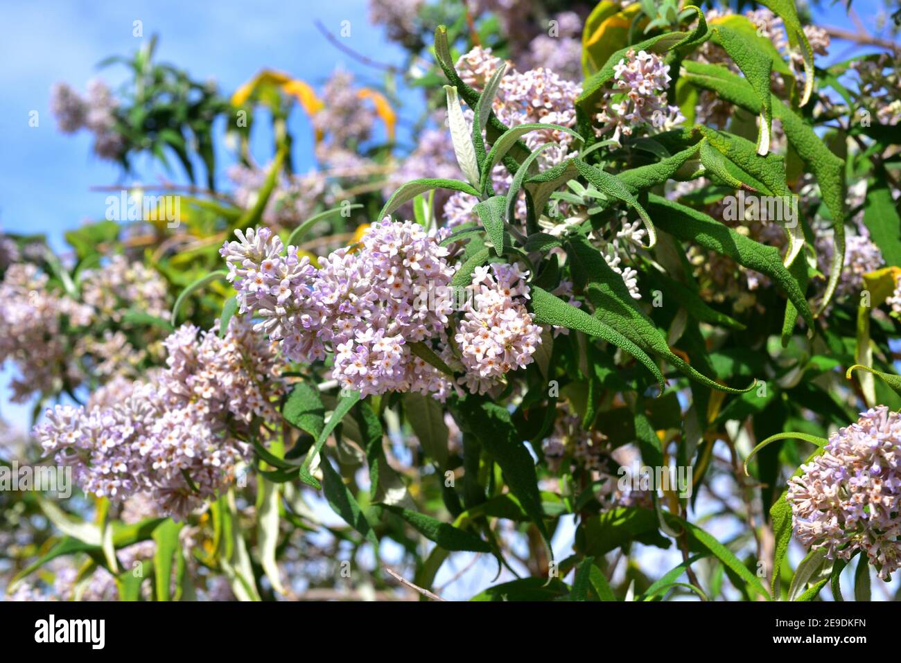 El arbusto de SAGE (Buddleja salviifolia) es un arbusto endémico de África oriental. Foto de stock