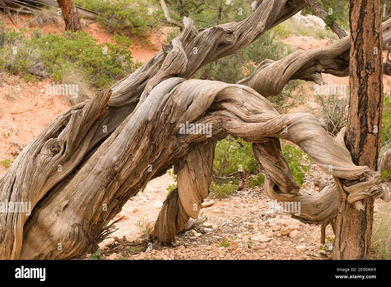 El enebro de Utah (Juniperus osteosperma) es un árbol perenne nativo del suroeste de EE.UU. Tronco retorcido. Esta foto fue tomada en Bryce Canyon National Foto de stock