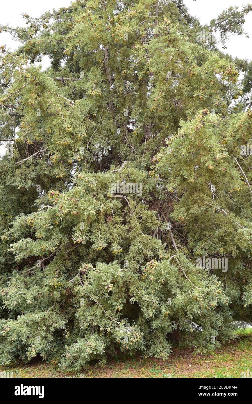 El ciprés de Sargent (Cupressus sargentii) es un árbol de coníferas perenne endémico de California, Estados Unidos. Foto de stock