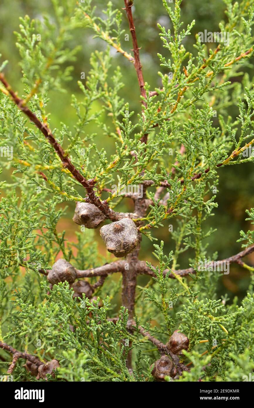 El ciprés de Sargent (Cupressus sargentii) es un árbol de coníferas perenne endémico de California, Estados Unidos. Detalle de conos y hojas. Foto de stock