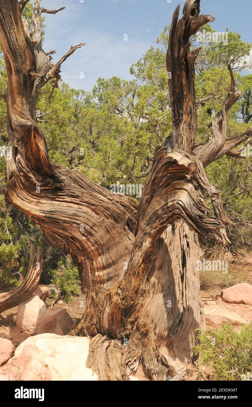 El enebro de Utah (Juniperus osteosperma) es un árbol perenne nativo del suroeste de EE.UU. Tronco retorcido. Esta foto fue tomada en Utah, Estados Unidos. Foto de stock