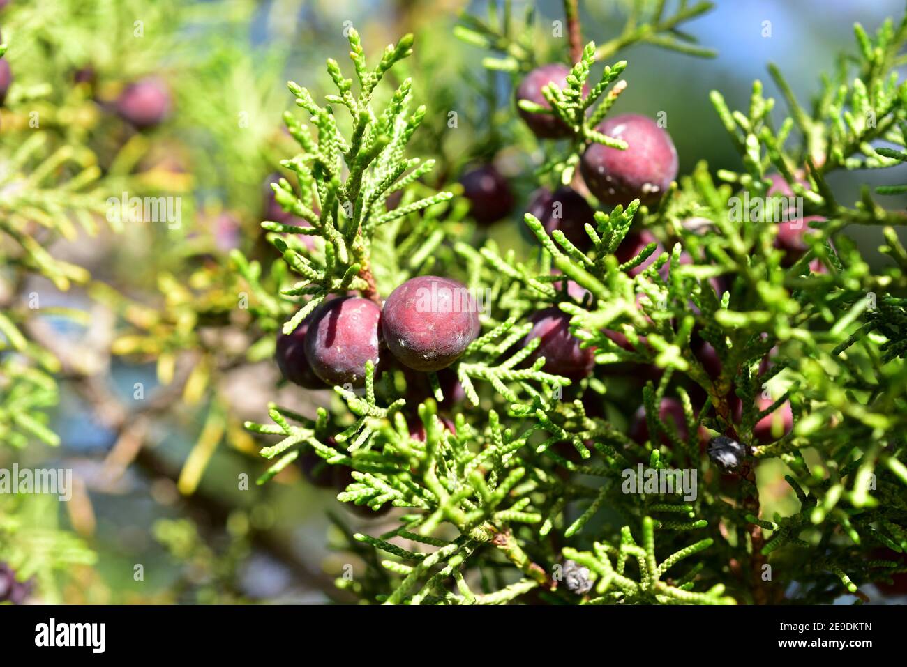 El enebro fenicio (Juniperus phoenicea) es un arbusto perenne de coníferas nativo de la región mediterránea. Detalle de los conos (bayas) y las hojas. Foto de stock