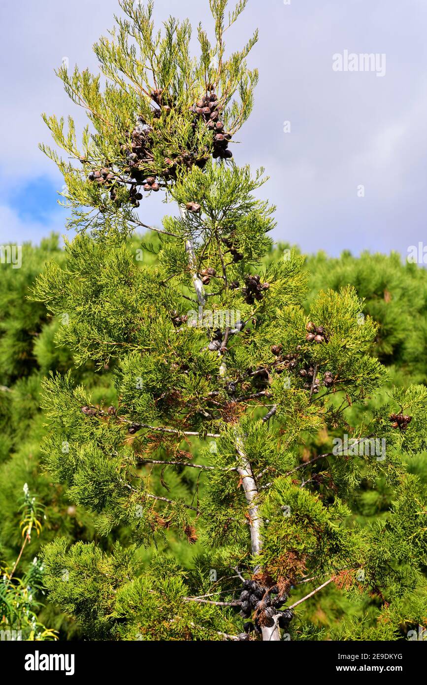 El ciprés de montaña (Widdringtonia nodiflora) es un pequeño árbol o arbusto perenne de coníferas nativo de las montañas de Sudáfrica. Foto de stock