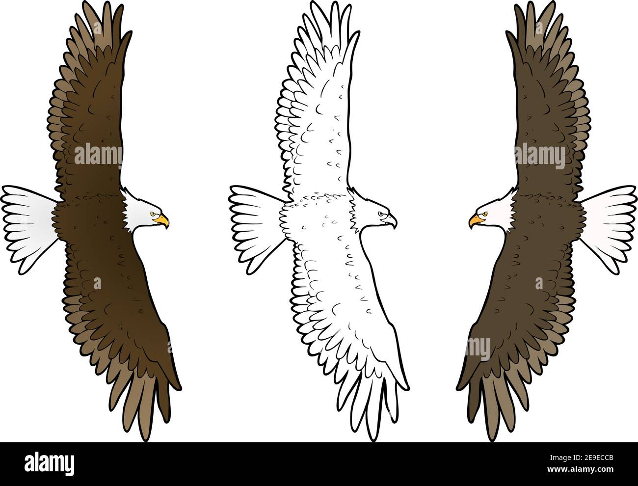 Aguila En Vuelo Imagenes Vectoriales De Stock Alamy