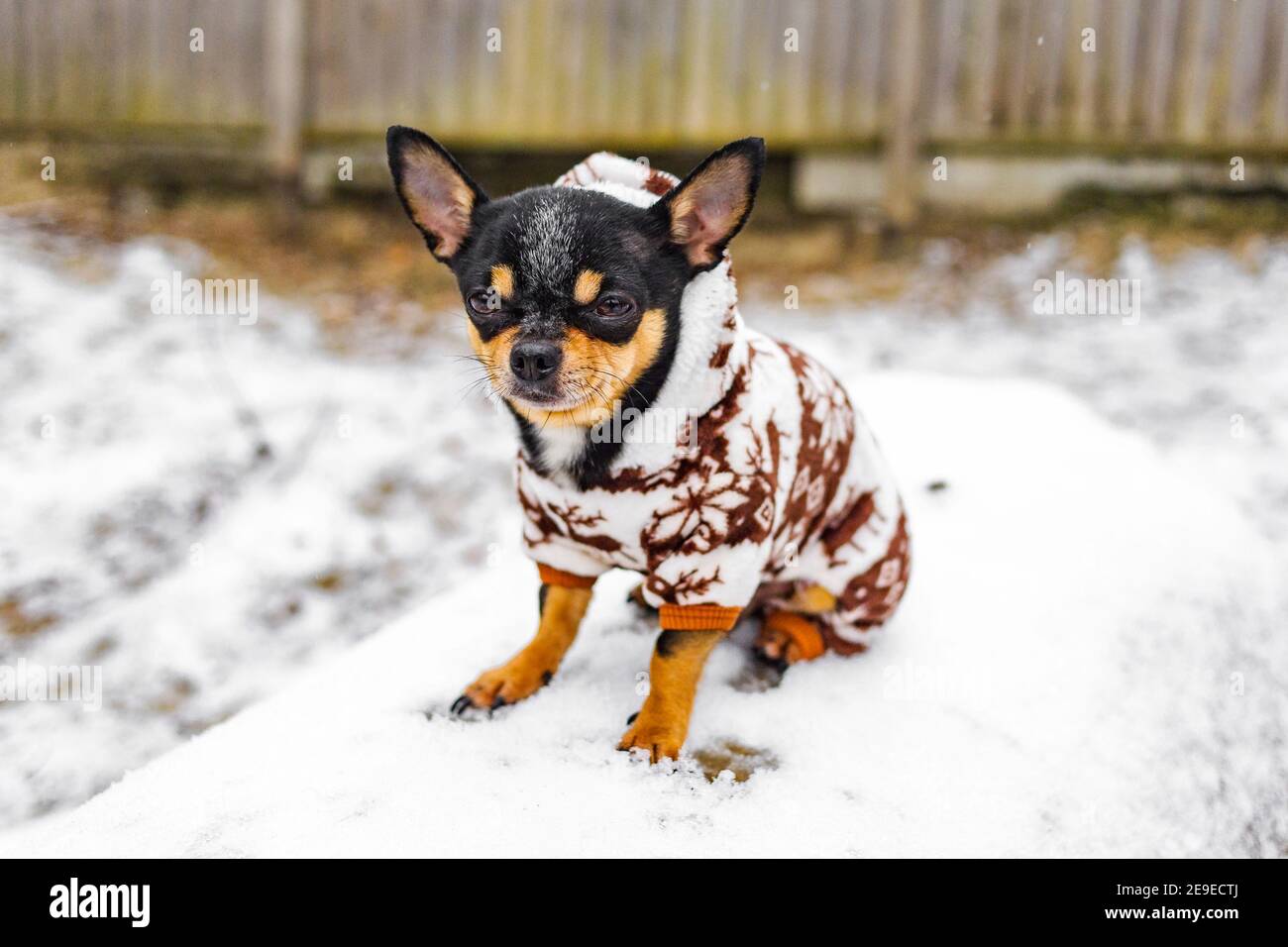 Perro Chihuahua en ropa de invierno. Chihuahua perro en invierno monos para  perros. Invierno nevado y perro Fotografía de stock - Alamy