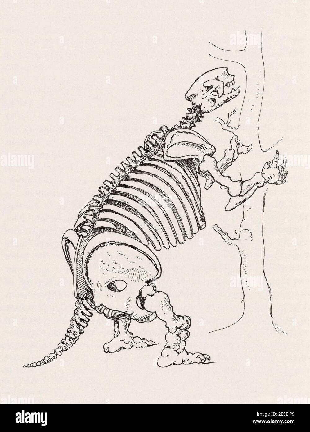 Esqueleto del extinto Mylodon. Mylodon darwini. El mylodon era un perezoso terrestre de la Patagonia, América del Sur, que creció a 2 a 3 metros de largo y podía pesar en las cercanías de 1000 kilos. Se cree que el animal estuvo extinto por alrededor de 10,000 años. Foto de stock