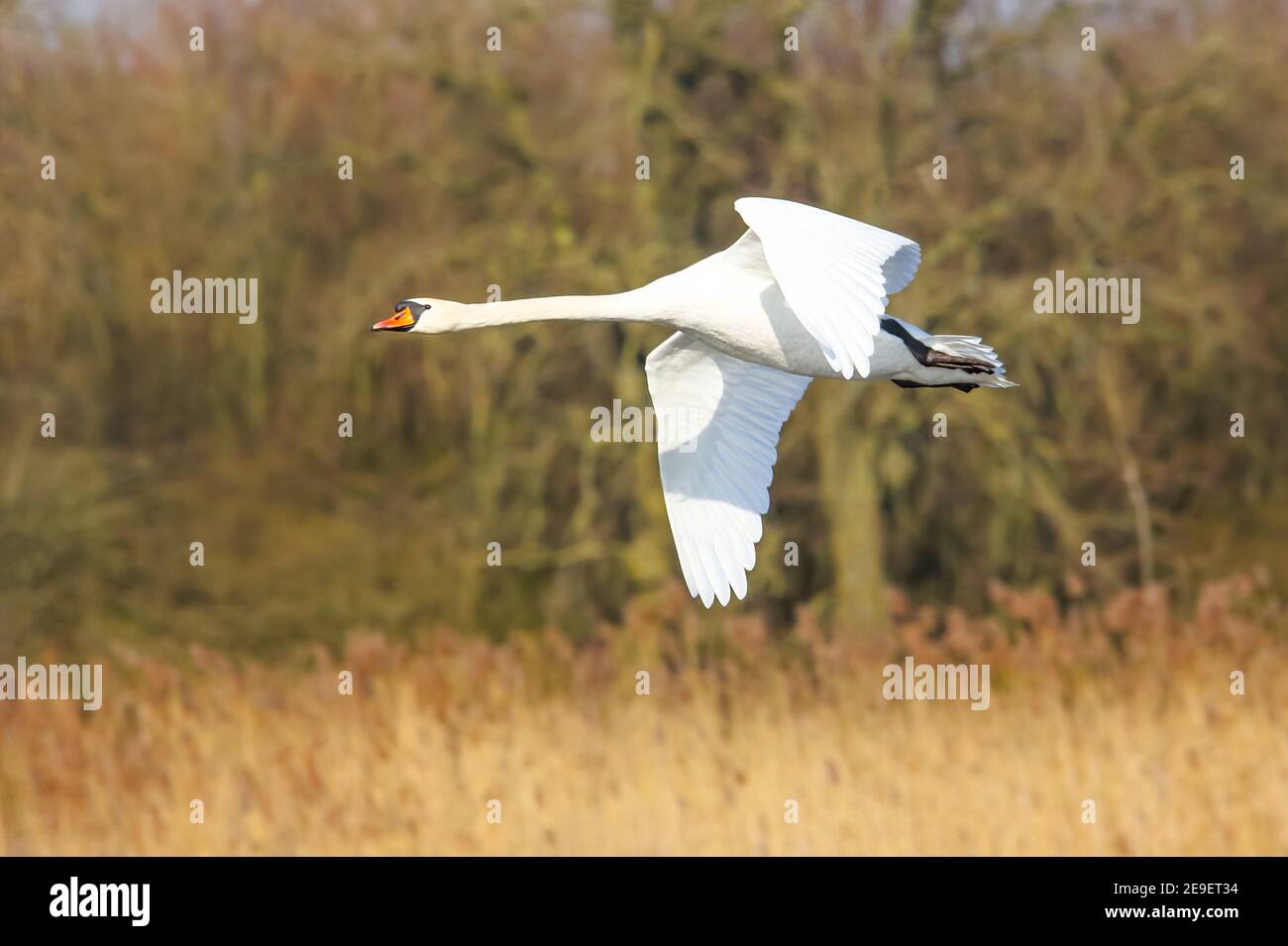 Un cisne volador (Cygnus olor) en primavera. Holstein del este, Alemania Foto de stock