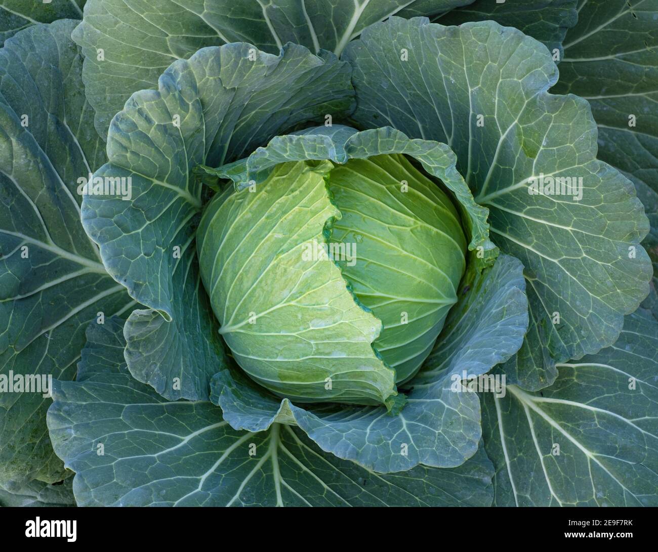 Cerca de repollo fresco verde que madura las cabezas que crecen en el campo de granja Foto de stock