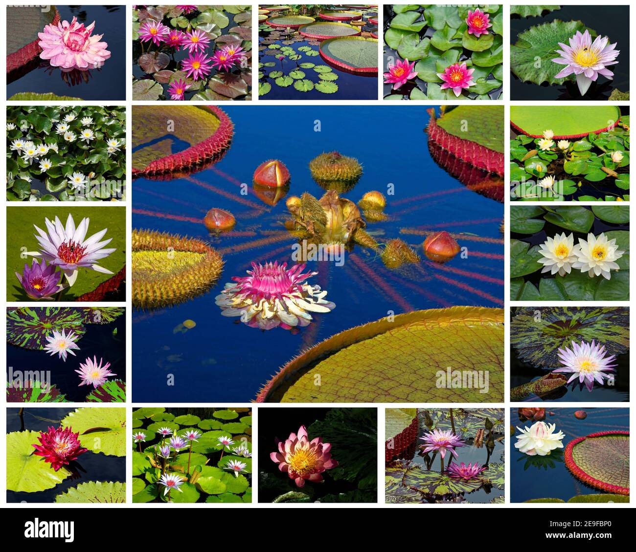 collage de lirios de agua, 17 primeros planos, colores variados, flores cultivadas, naturaleza, jardín, compuesto Foto de stock