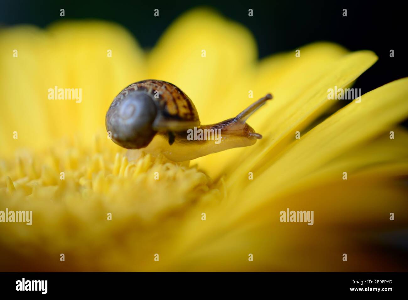 Caracol Colorido Fotos E Imagenes De Stock Pagina 2 Alamy