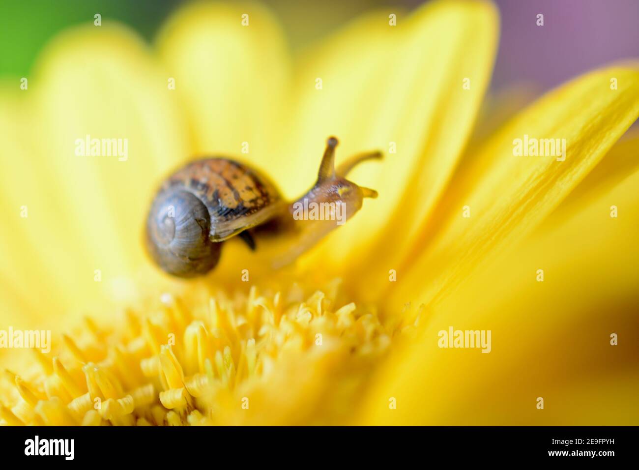 Caracol Colorido Fotos E Imagenes De Stock Pagina 2 Alamy