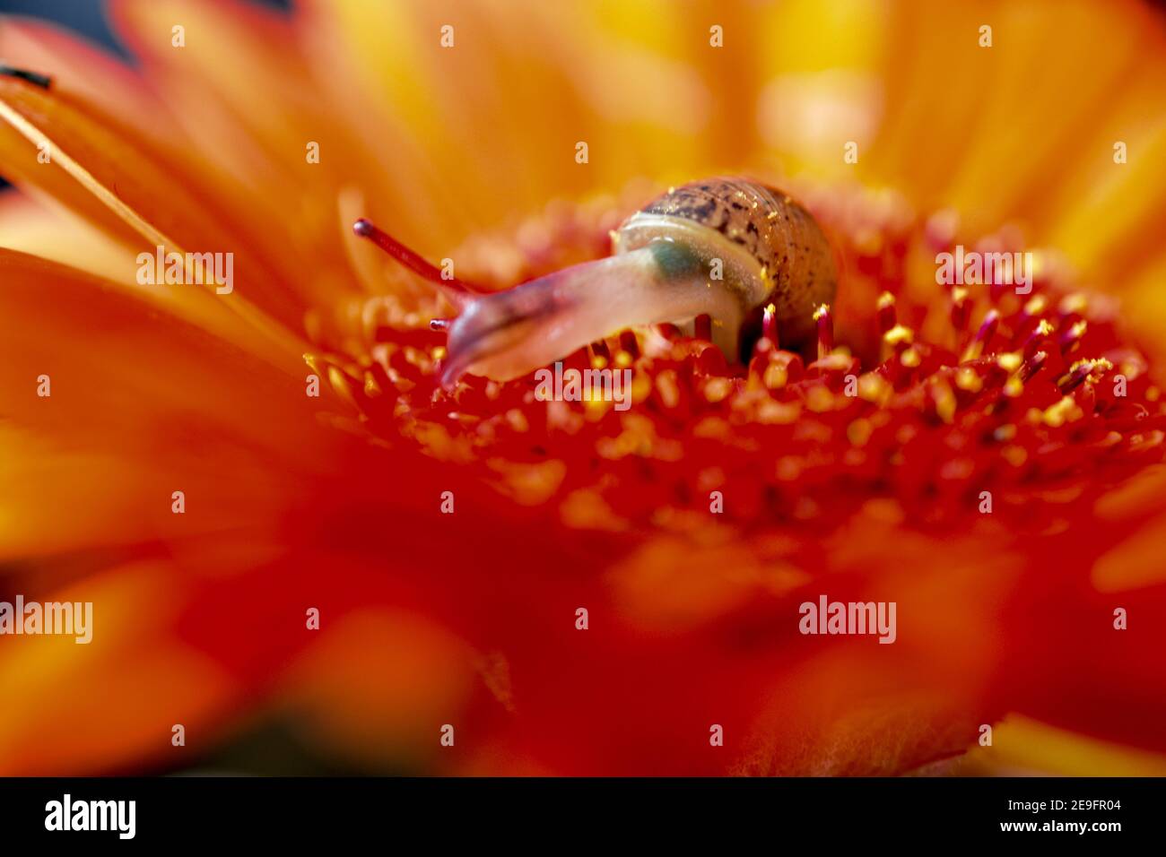 Caracol Colorido Fotos E Imagenes De Stock Pagina 2 Alamy