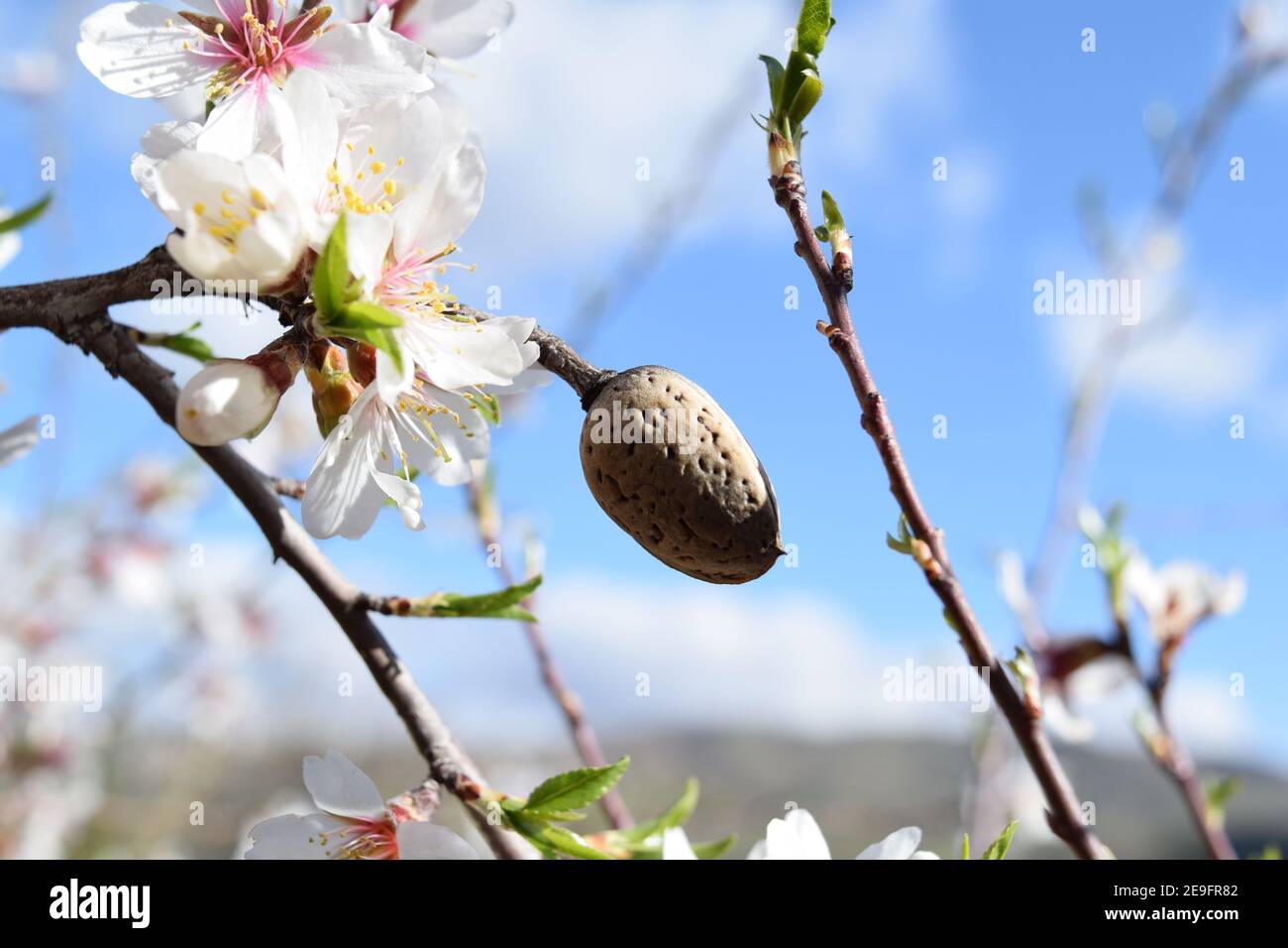Almendros maduros y flores en el almendro en flor Fotografía de stock -  Alamy