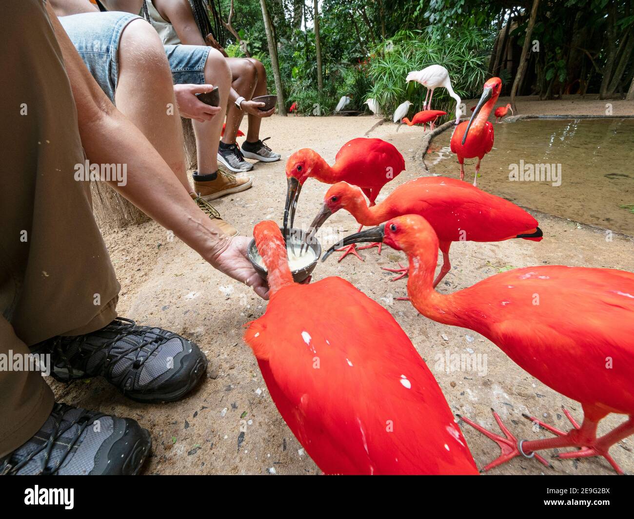 Ibis escarlata cautivo, Eudocimus ruber, con turistas en el Parque das aves, Foz do Iguaçu, Estado de Paraná, Brasil. Foto de stock