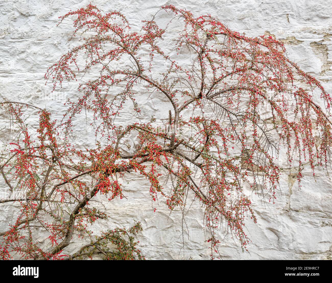 Glencoe, Escocia: Un arbusto agraciado contra una pared de piedra blanca lavada. Foto de stock