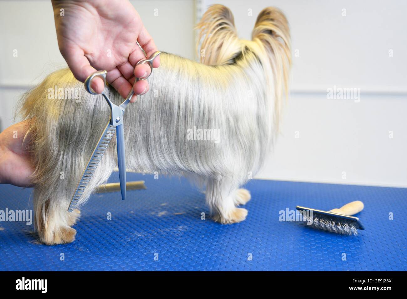 Yorkshire Terrier perro siendo cuidado de mascotas en estudio. La mujer groomer corta el pelo del perro en el salón de belleza para los animales. Foto de alta calidad. Foto de stock