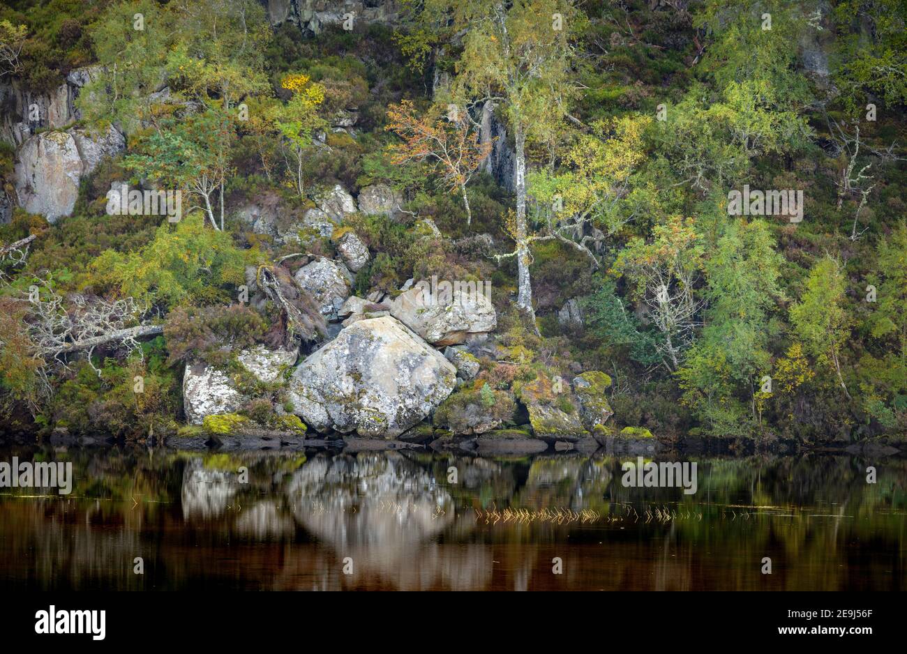 Glen Strathfarrar, Western Highlands, Escocia: Ladera de árboles y rocas a principios de otoño a lo largo del río Farrar Foto de stock