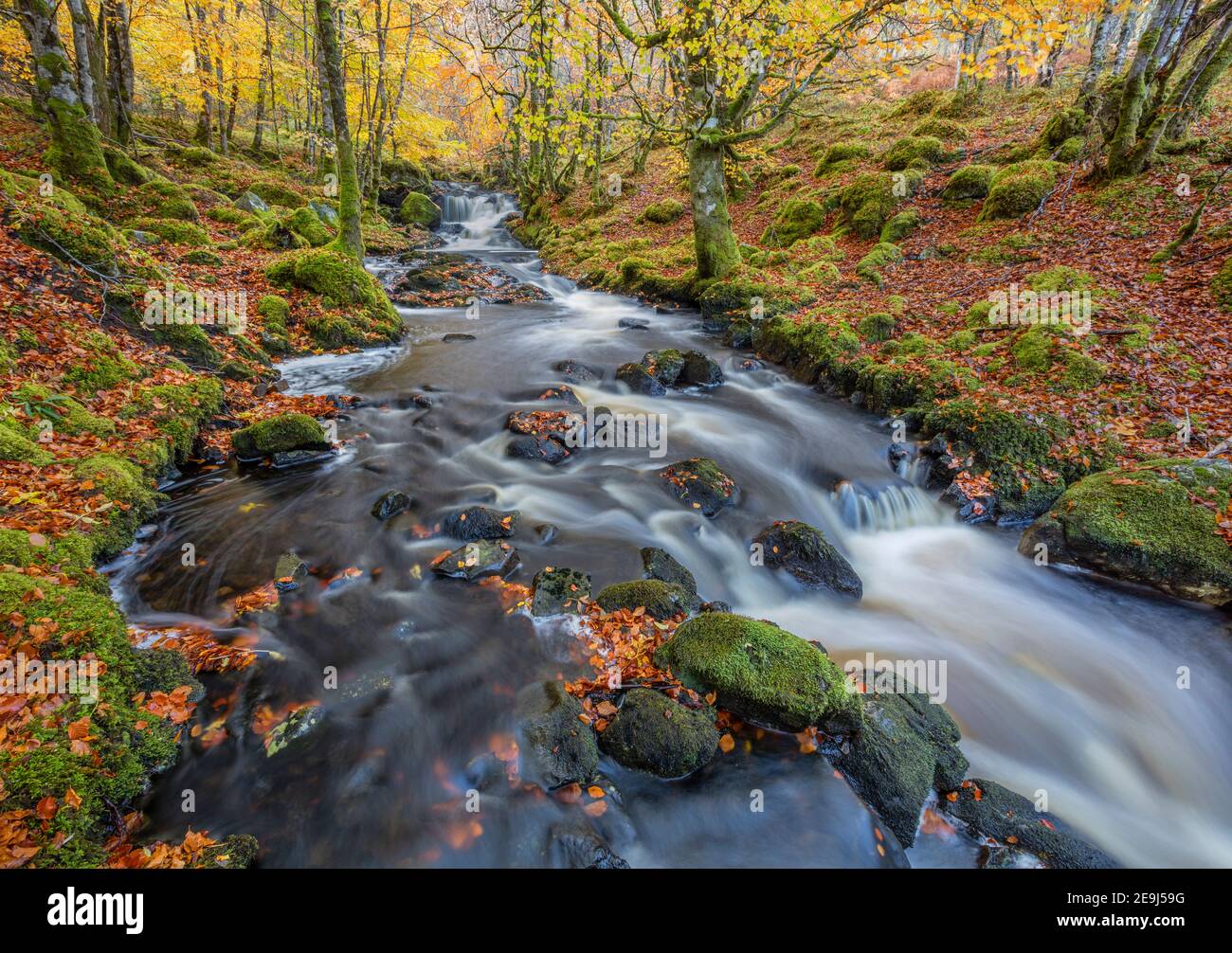 Tierras altas del Oeste, Escocia: Pequeña corriente en el bosque de haya de otoño en Strathglass Foto de stock