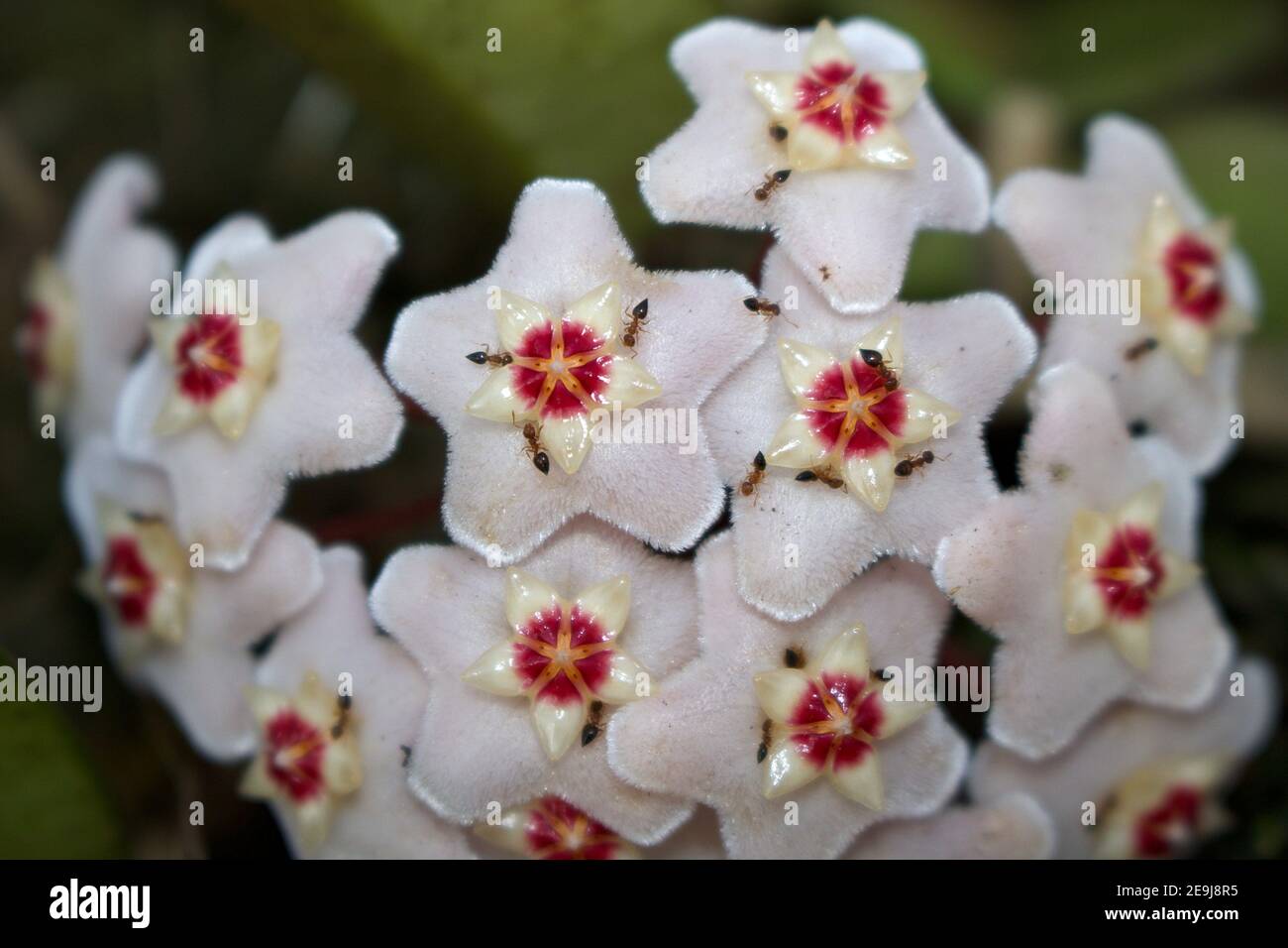 Primer plano de flores en forma de estrella de Hoya carnosa (flor de porcelana o planta de cera). Hormigas atadas por el olor dulce y las gotas de néctar Fotografía de stock - Primer plano de flores en forma de estrella de Hoya carnosa (flor de porcelana o planta de cera). Hormigas atadas por el olor dulce y las gotas de néctar Fotografía de stock -