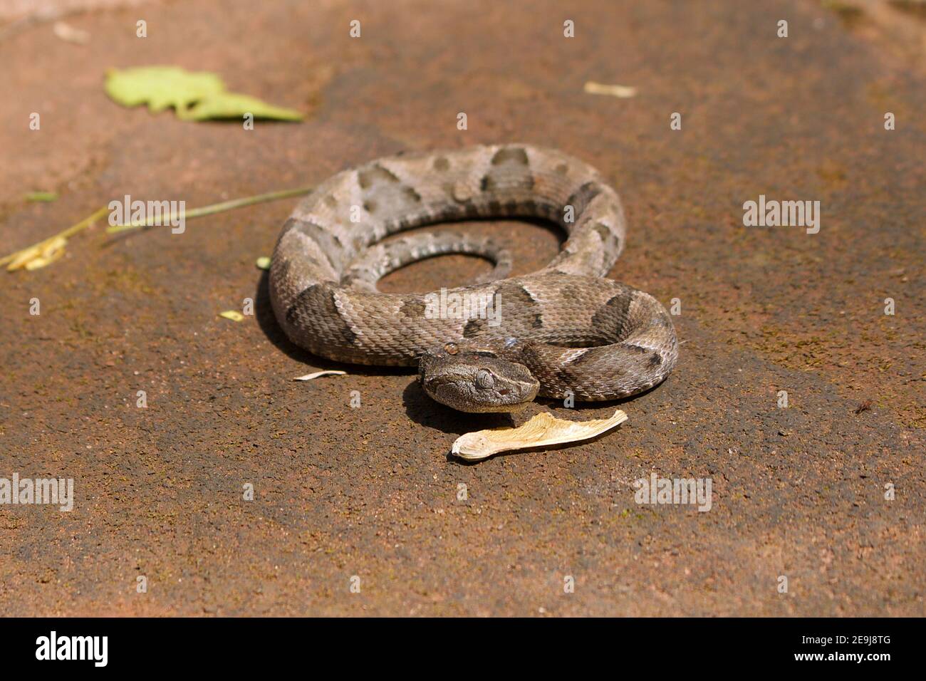 Cerca de una pequeña serpiente brasileña conocida como la cabeza de lancebrasileña ('jararaquinha' - Bothrops) en el Parque Estatal Morro do Diabo. Foto de stock
