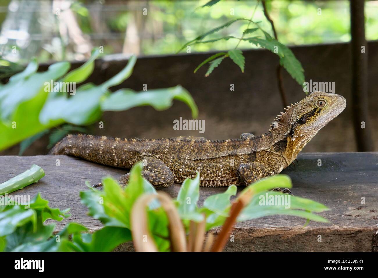 Un curioso lagarto en el jardín Foto de stock