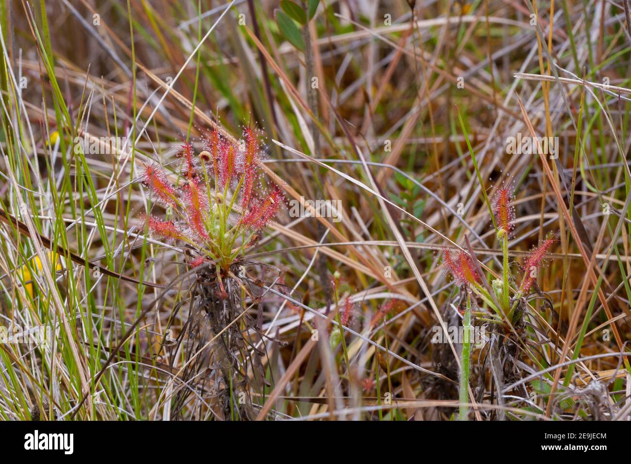Dos plantas de la planta carnívora Drosera chrysolepis, vista en hábitat natural en el Parque Nacional Serra do CIPO en Minas Gerais, Brasil Foto de stock