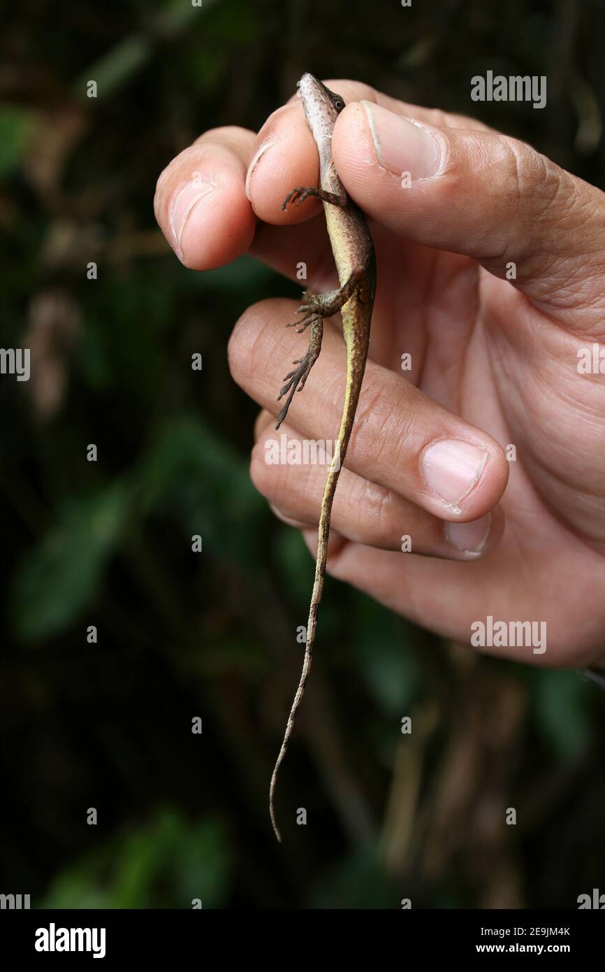 Anole Lizard - borde Anole (también conocido como Anole delgado) Anolis limifrons Foto de stock